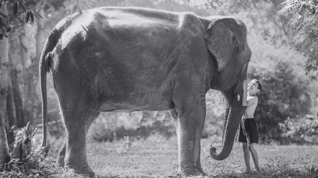 Miriam Urbano - El blog de la Felicidad Digital - Pequeñas acciones y comerse elefante