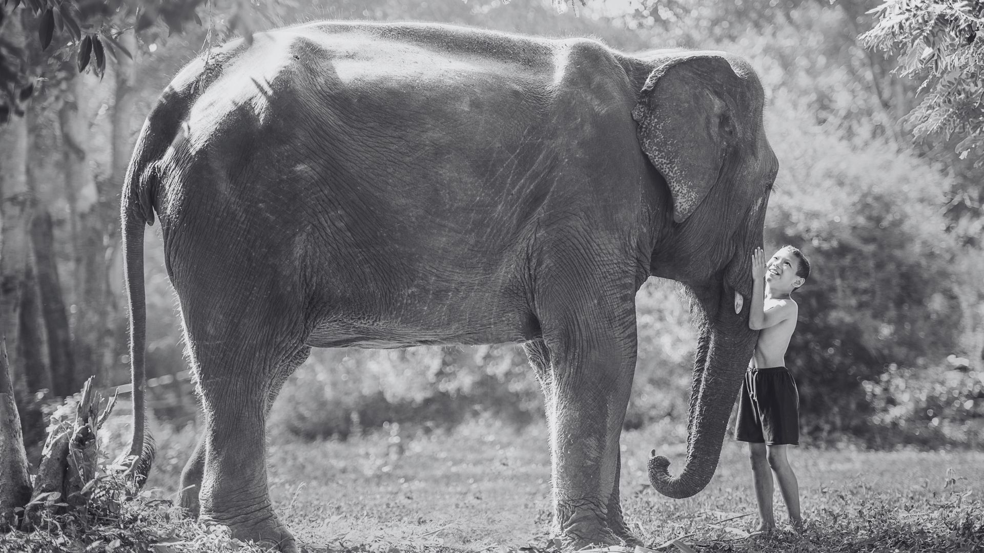 Miriam Urbano - El blog de la Felicidad Digital - Pequeñas acciones y comerse elefante